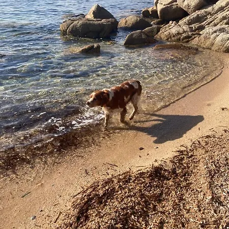 Mini-villa 2 Montagne Vakantiehuis Porto-Vecchio (Corsica)