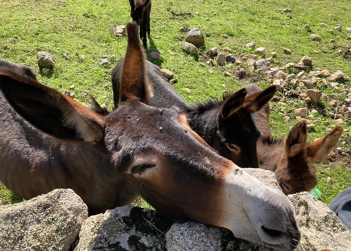 Mini-villa 2 Montagne *