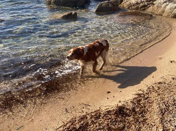 Mini-villa 2 Montagne Vakantiehuis Porto-Vecchio (Corsica)