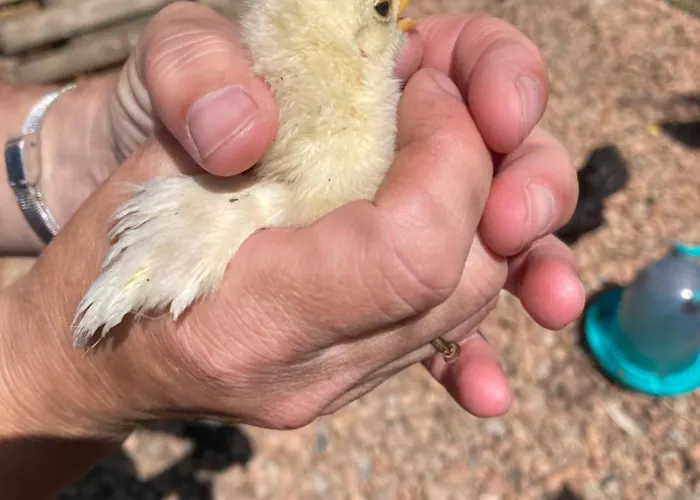 Mini-villa 2 Montagne *