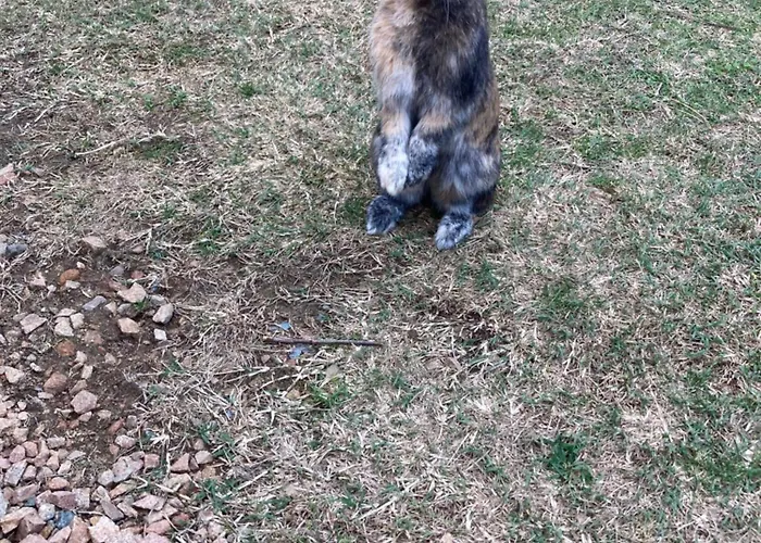 Mini-villa 2 Montagne * Porto-Vecchio